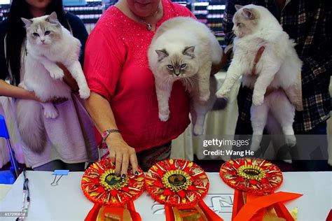 cat extravaganza 2024|tica cat shows 2024.